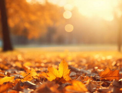 Autumn Drives: Embracing the Fall Foliage with Own A Car